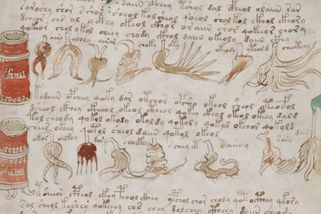 Nejzáhadnější kniha světa popisuje v neznámém jazyce americké květiny 60 let před Kolumbem - Médium.cz